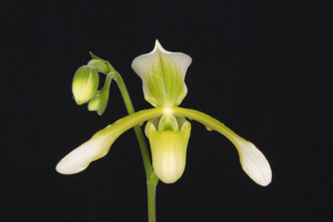 Paph. Henrietta Fujiwara Gils Green Surprise